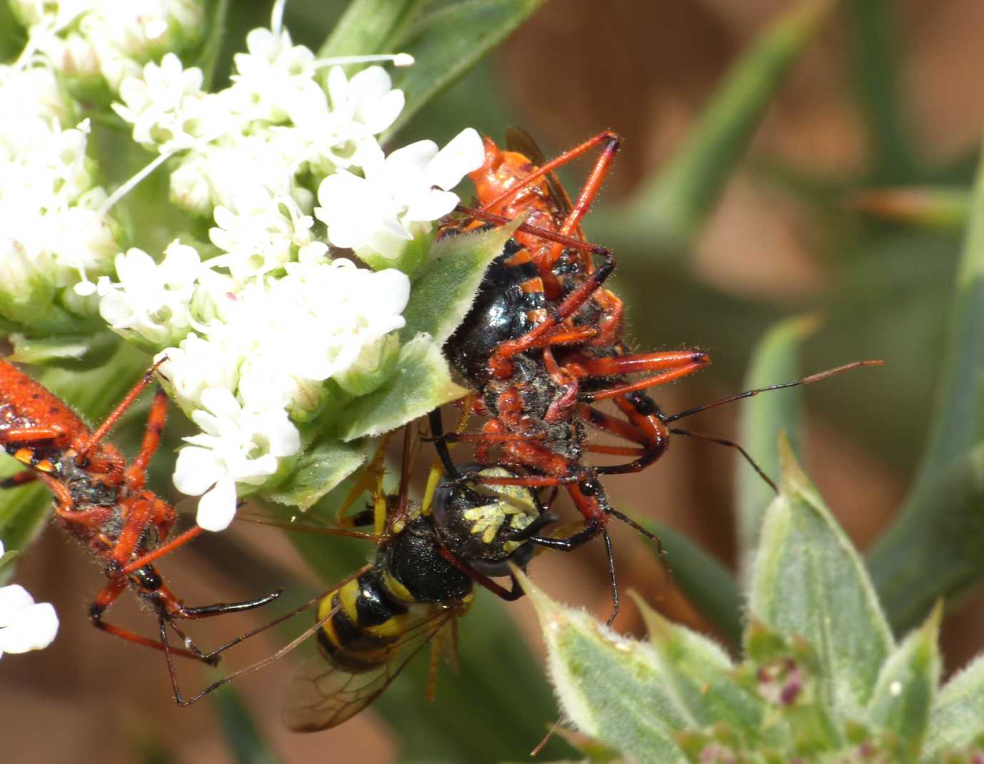 Tentativo di rapina ad una coppietta di R. erythropus